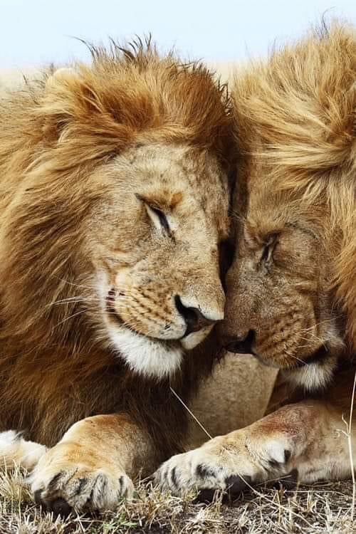 PURE LOVE..!! 😻🌈✨💫🌳🦁💞🦁🌿🐾💯📸❤️