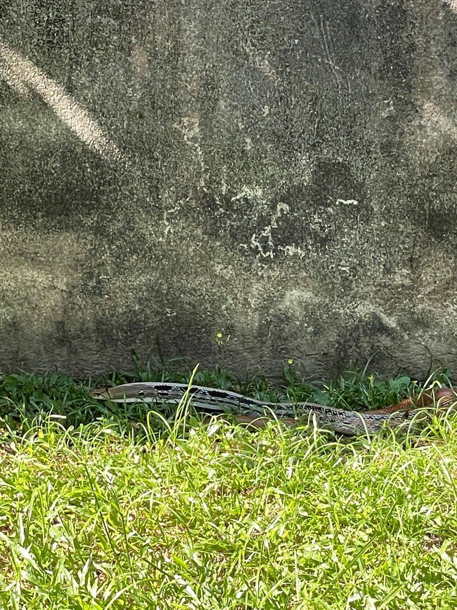 zedecksiew's tweet photo. They are non-venomous; being willing to scrap is all they've got. Generally we spot them when the school next door is closed and range further afield for rats.

Race on, racer. You are very pretty, but don't come into our house pls thank you!

#localfauna 

2/2 https://t.co/arNGpzw8qG