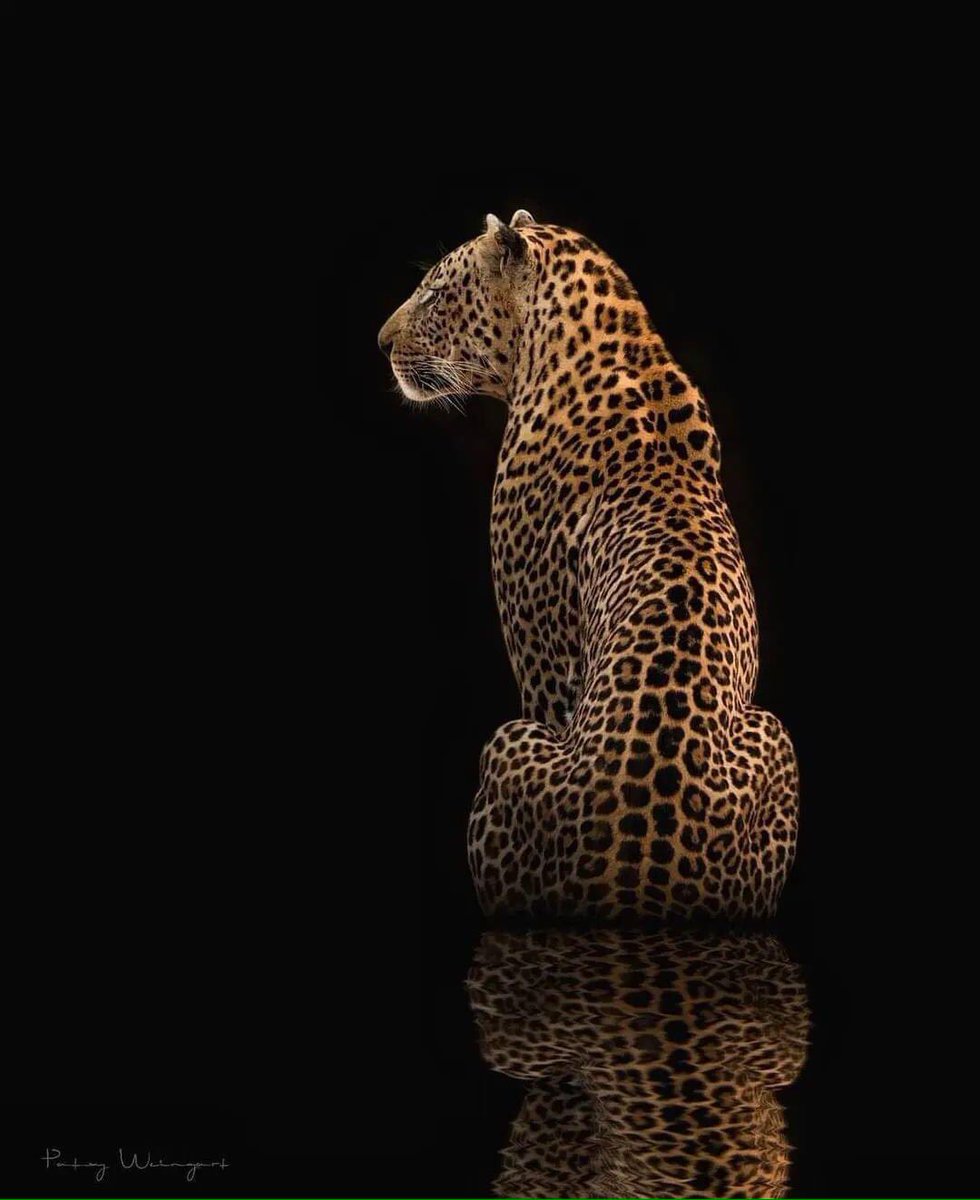 Preciosa imagen..!😻🌈✨💫🐆👀🐆🐾💯📸❤️