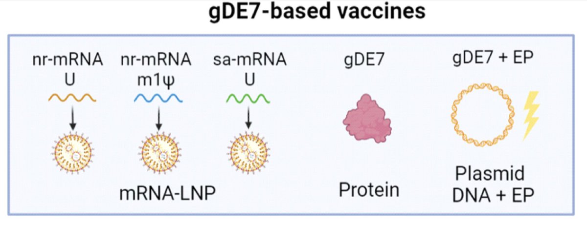 ScienceMagazine's tweet image. Researchers present 3 #mRNAvaccine platforms for #HPV infection, showing that a single dose of each modality elicits strong T cell responses in mice while offering superior tumor control than DNA and protein vaccines. @ScienceTM scim.ag/1SW