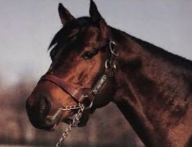 HORSERACING1002's tweet photo. SPEND A BUCK 1982
(BUCKAROO - BELLE DE JOUR BY SPEAK JOHN)#SpendaBuck https://t.co/SxzJA4tLQK