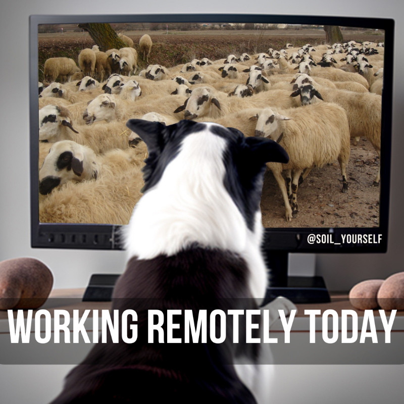 Soil_Yourself's tweet photo. It's a dog's world. https://t.co/iVvLB6qt5k