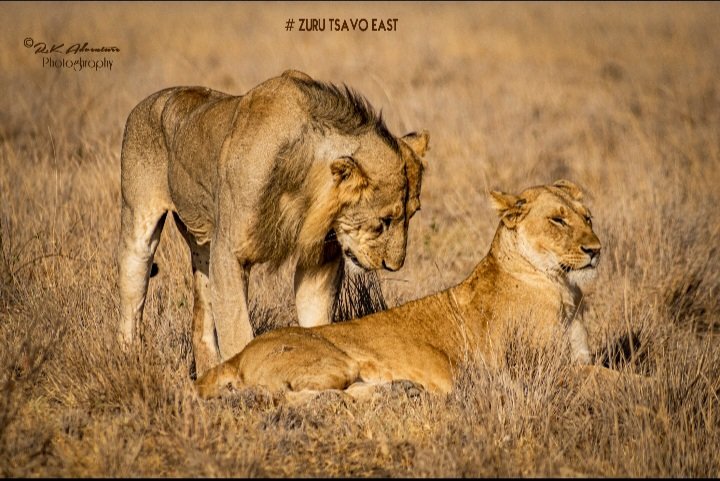 KWSTsavoEast's tweet photo. Sometimes you just need a https://t.co/m3IaWWZsJu get away from everything, to a place so special.

📷.R.k.Adventure 

#ZuruTsavoEast
#ZuruNaKWS
#ZuruKenyaParks https://t.co/XKp5tRhCwz