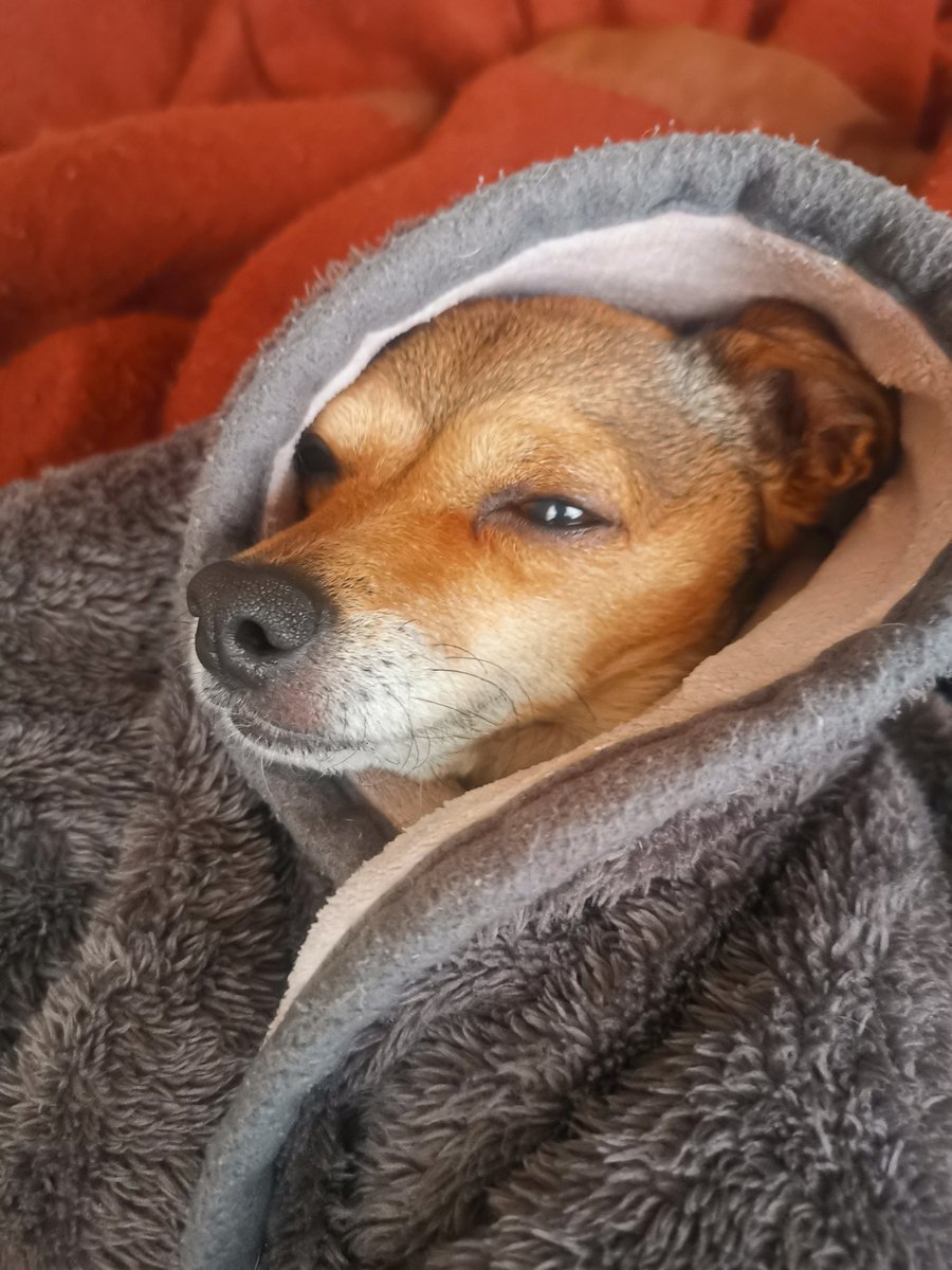 castillo_auroa2's tweet photo. Sesión de fotos en modo taquito, es toda una diva 🤣🤣🤣
Estamos esperando a que ya sean las 10 pm para ver #JesusEnUNIFE32 

Y si chic@s está haciendo frillo en mi Saltiyork ✌🏻🤠
#coqueta #PERROS2023 #GoodNightTwitterWorld #Photoshoot #Frío #cold #lluvias #lanochi #Esmia https://t.co/spQ4gkzLf7