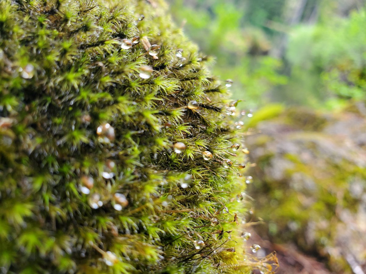 Tualatin SWCD tweet media