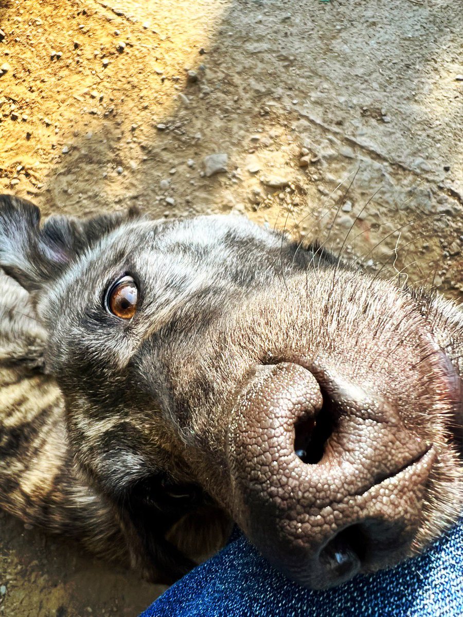 bobbydevito's tweet photo. To boop or not to boop?

(Spoiler alert—I booped) 

#becausedogs https://t.co/PpJYRpzw8D