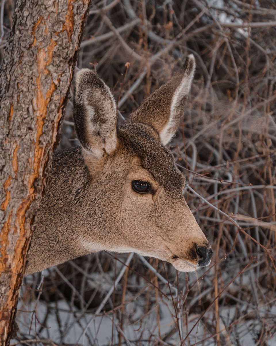 Peek a boo 👀
-
instagram.com/unspoken__visu…
-
#upandcomer #colorado #hunting #antlers #elusive #hunt #unspokenvisuals #outdoorsman #buck #outdoors #wild #wildlife #earnyourwild #truebuckhunters #deerhunting #bigbuck #iamsportsman #huntingseason #whatgetsyououtdoors #whywedoit