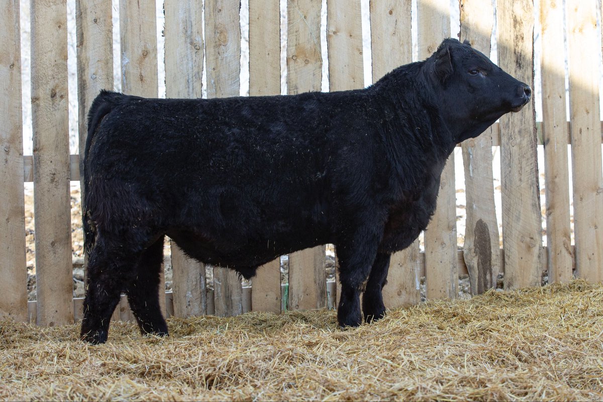 CHER Keelhaul 9K BW 97lbs WW 953lbs. Top 1% Weaning Weight and 2% Yearling weight EPD’s. As well as top 2% TI EPD to make the extra $. This heavyweight sells April 6th in the Neilson Land and Cattle bull sale with us, C &amp; E Stephens Farms consigning 5 good black Simmental bulls.