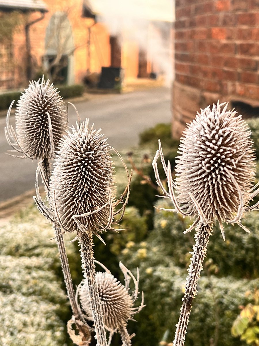 Nature's artwork is at its finest on frosty mornings. #frost ⁦@GWmag⁩ ⁦@GWandShows⁩ #gardentwitter #gardening #