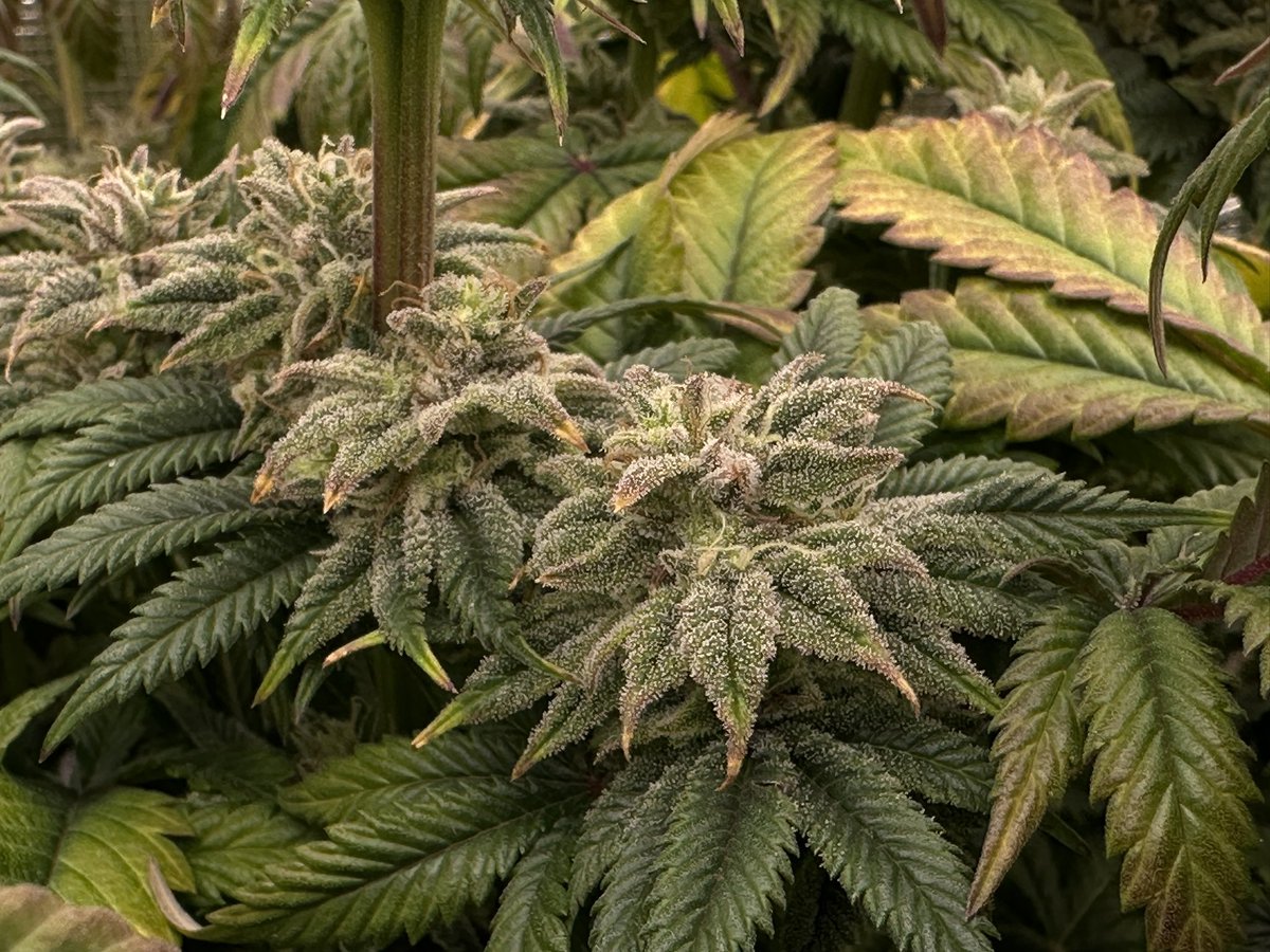 Another week with the Hella Jelly <a href="/HumboldtSeed/">Humboldt Seed Company</a> Although a hard start this is happening 🌱💚🤙🏻

Happy growing fam🤩

#mmemberville
#cannabiscommunity #homegrown #cannabisculture #Weedsmokers