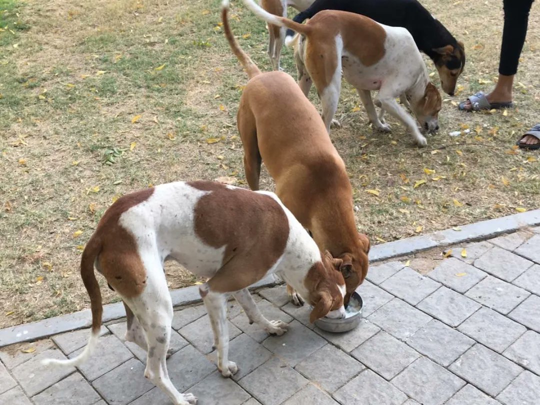 AMSOM_Ahmedabad's tweet photo. On February 4, 2023, GOAL Foundation under @AmdavadAMC conducted a vaccination and sterilization drive at @AhdUniv Campus, headed by BBA Hons students Guneet Singh and Kashmira Oswal.
#AhmedabadUniversity #AMSOM
#animalwelfare #welfare #AcademicTwitter https://t.co/1qtearCR51