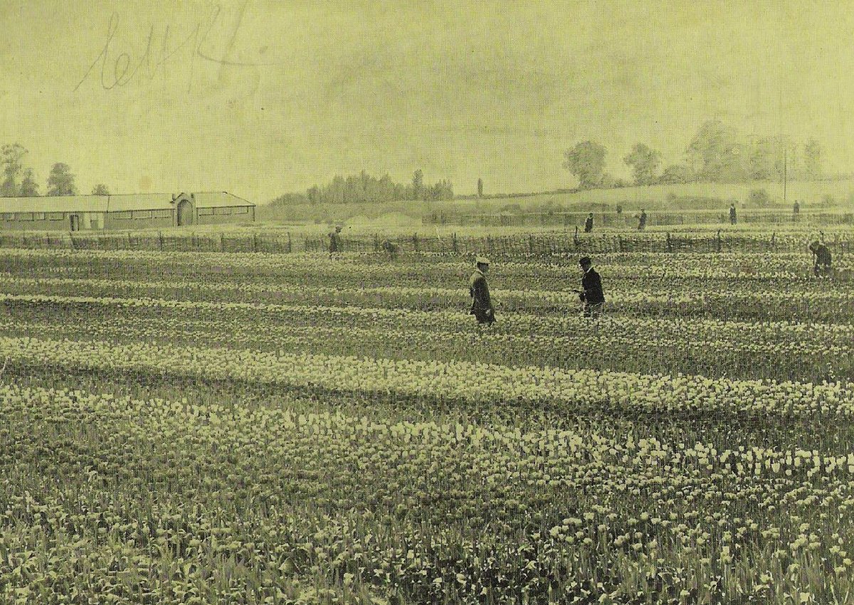 summerstown182's tweet image. SATURDAY! Join us on an epic daffodil adventure as we Walk through Peter Barr's #FieldsOfGold in search of the #LostNurseryOfBloomingTooting! Meet 2pm #StreathamCemetery #GarrattLane inc #Springfield #FishpondsField #Aboyne #peace #love #flowertothepeople eventbrite.co.uk/e/peter-barrs-…