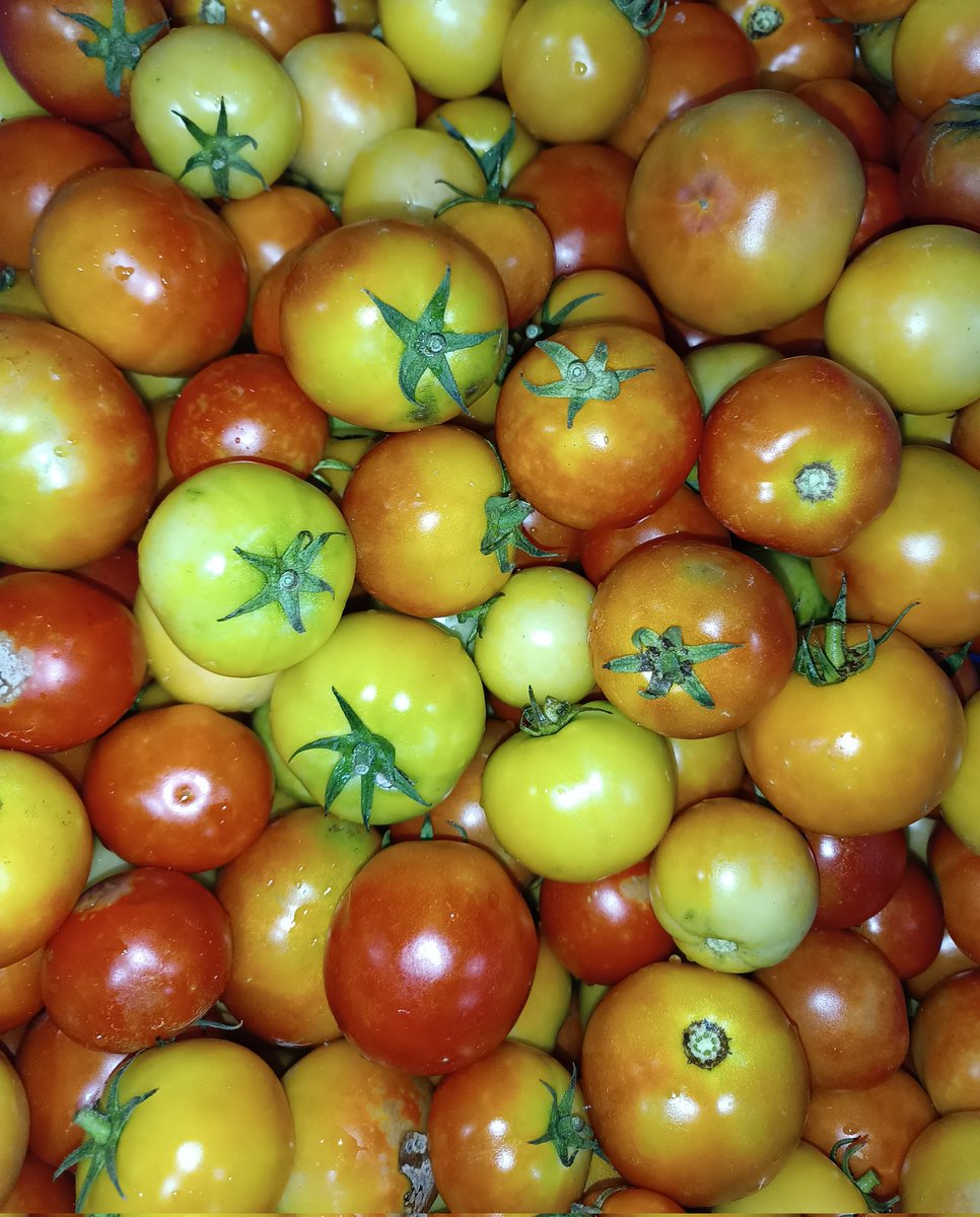 ކ. ކާށިދޫ އިން ތާޒާ ޓޮމާޓޯ ޝިޕްމެންޓެއް މިއަދު ވަނީ ލިބިފަ. 🙂 
ހޯލް ސޭލް:23 ރުފިޔާ (5 ކިލޯއިން ފެށިގެން)
އޯޑަރު ކޮށްލެއްވުމަށް 3012640 އަށް ގުޅުއްވާލައްވާ، ނުވަތަ 7291130 ވައިބާރ ކޮށްލައްވާ!