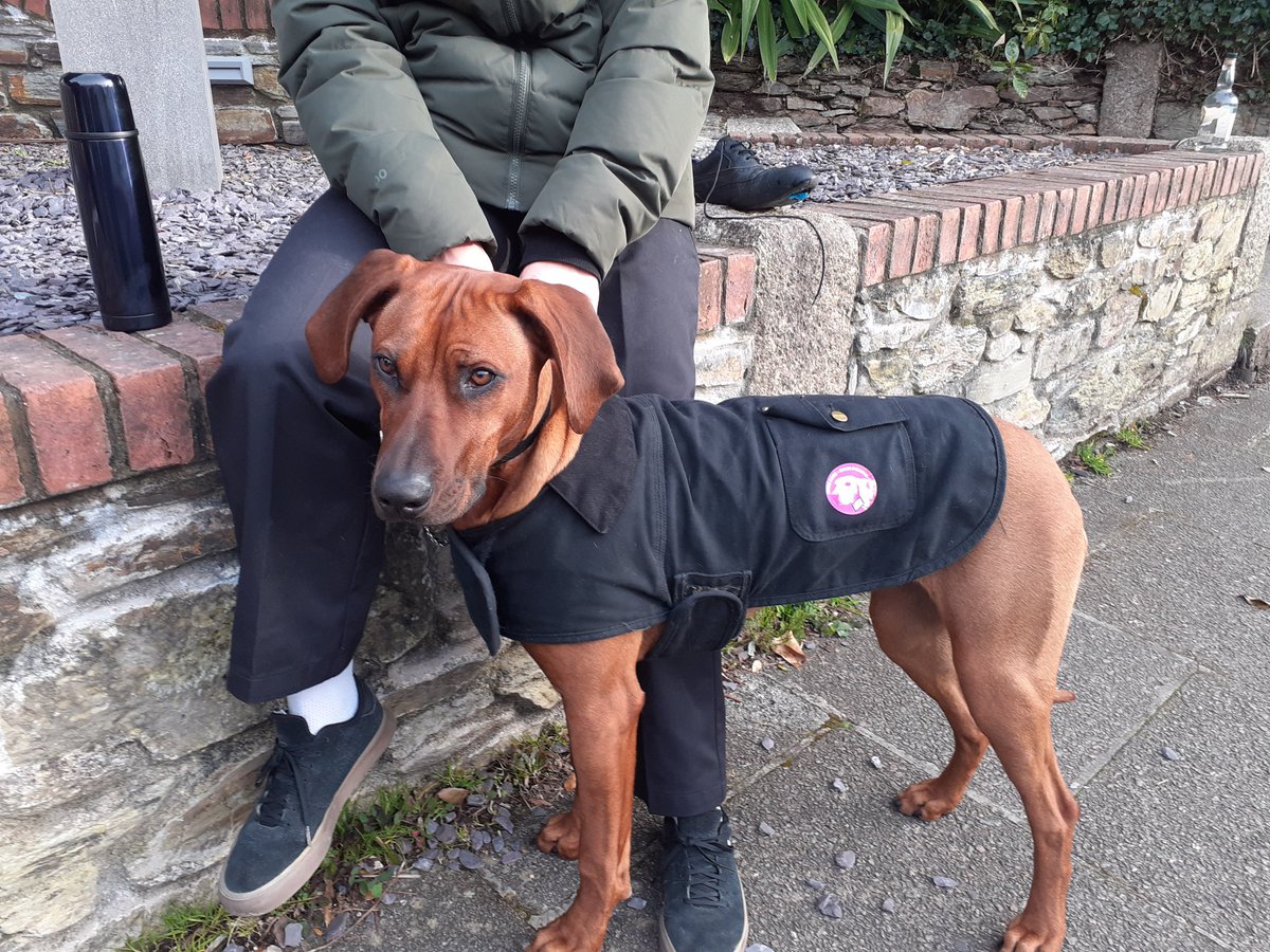 UCUFalmouth's tweet photo. Zola up bright &amp; early to support our picket at Falmouth Uni.
#dogsonpicketlines #ucurising https://t.co/GtpPOWYqSS
