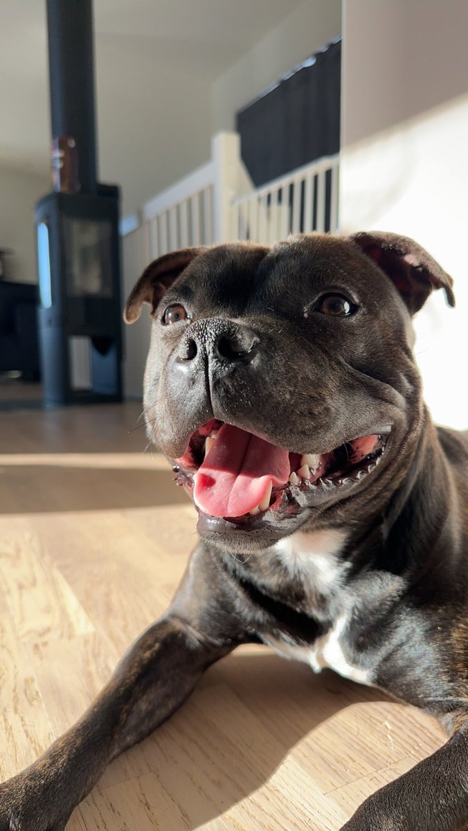 fourshitsune's tweet photo. my baby is almost a year old🥹🥰 https://t.co/bsZV7MtoTh