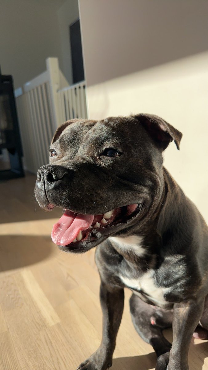 fourshitsune's tweet photo. my baby is almost a year old🥹🥰 https://t.co/bsZV7MtoTh
