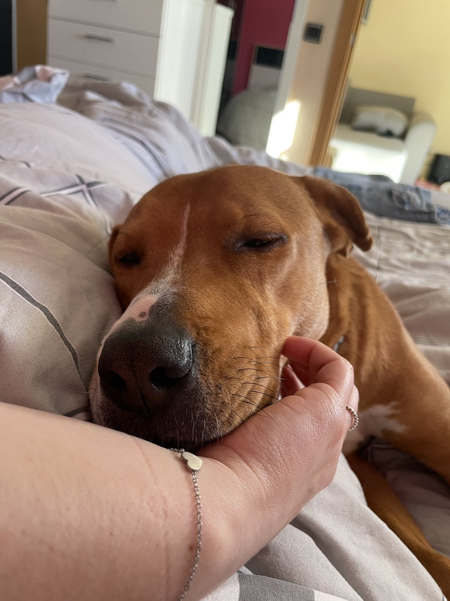 perro bostezando. Buenos días. 🌞