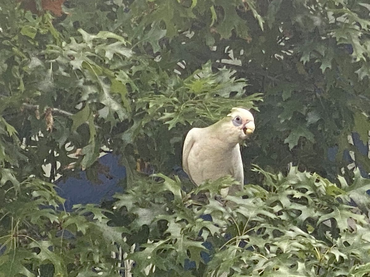 rulitos_ls's tweet photo. Little Corella + tree noms. #parrot #corella #parrotofthday https://t.co/qKrYtotr9a