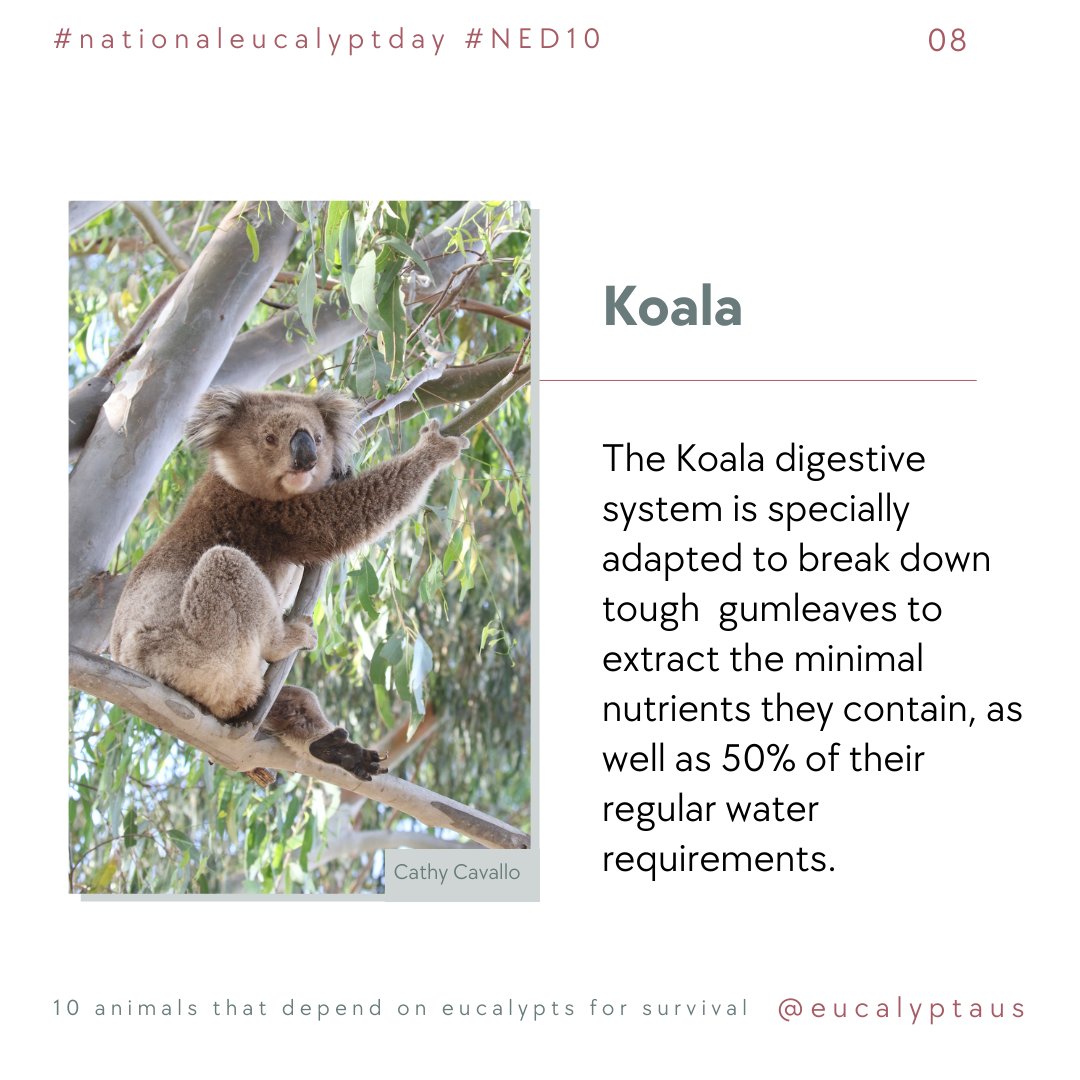 Celebrating #NED10 with 10 animals that depend on eucalypts.

Koala: The Koala digestive system is specially adapted to break down tough gumleaves to extract the minimal nutrients they contain, as well as 50% of their regular water requirements.
#NationalEucalyptDay #LoveAGum