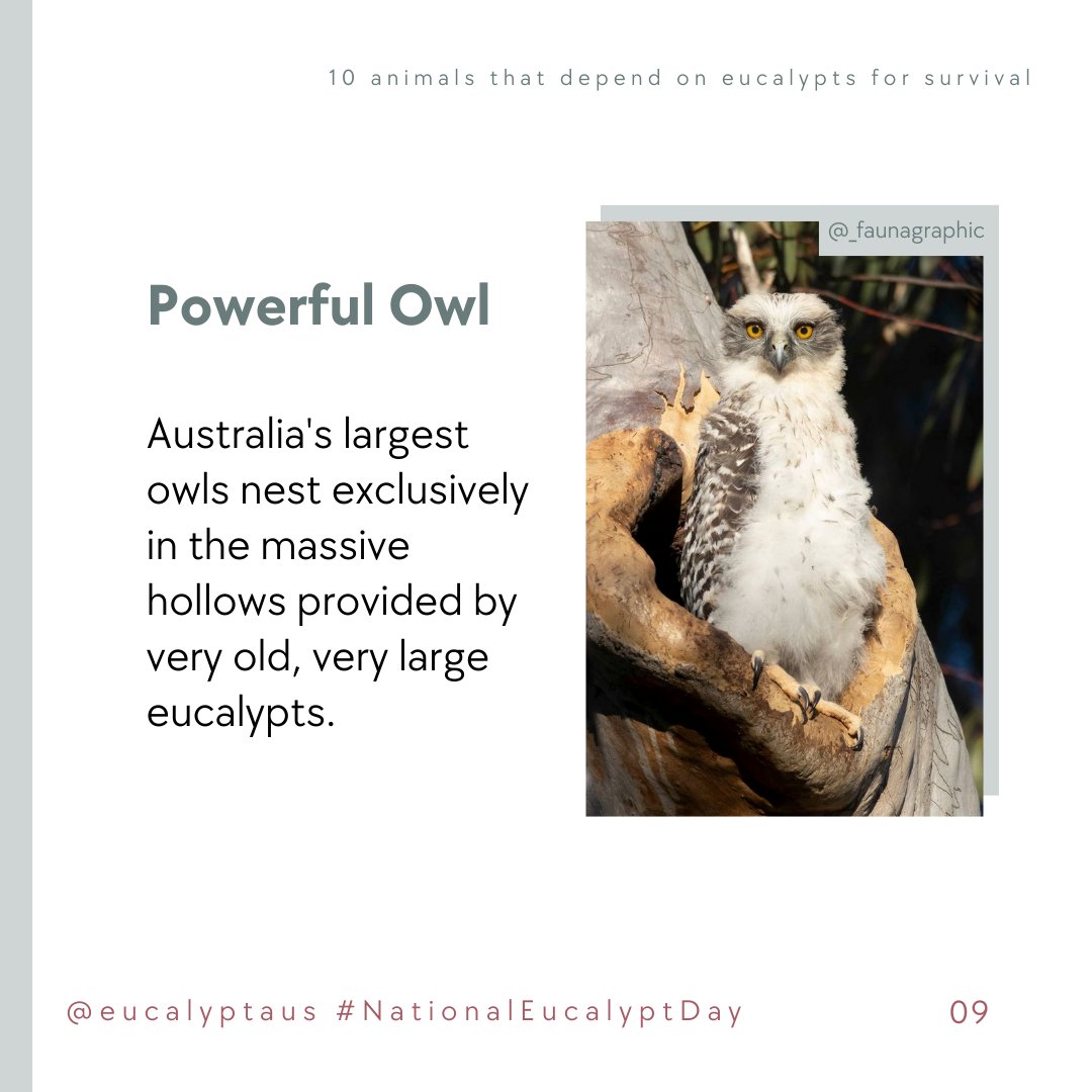 Celebrating #NED10 with 10 animals that depend on eucalypts.

Powerful Owl: Australia's largest owls nest exclusively in the massive hollows provided by very old, very large eucalypts.
#NationalEucalyptDay #LoveAGum