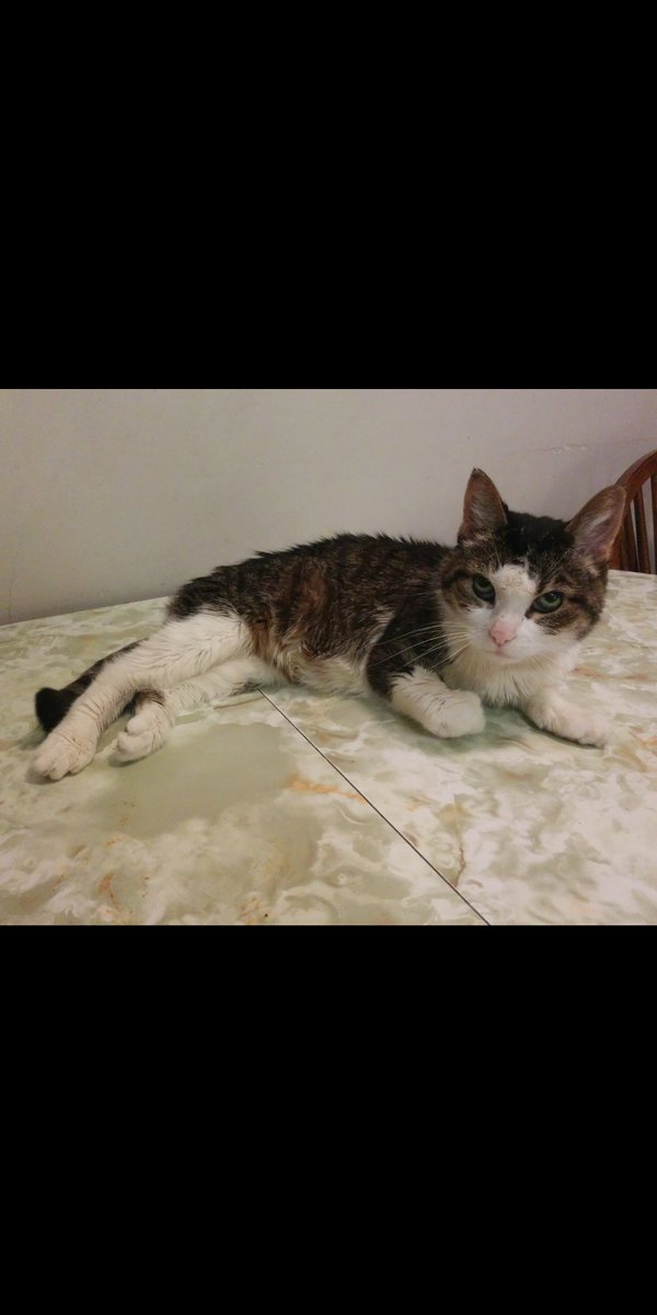 PJSM206's tweet photo. Happy #WhiskersWednesday to &amp; GB all! As we &amp; 🌎 struggle, S-J &amp; I purr for all, especially 4 those most affected by life &amp; weather storms, let's remember to show 💖 &amp; tolerance to all! It's 240 weeks since my Antennae &amp; I went to Heaven #PurrsForUkraine 🇺🇦 #CatsOfTwitter https://t.co/Z9WgqviU9n