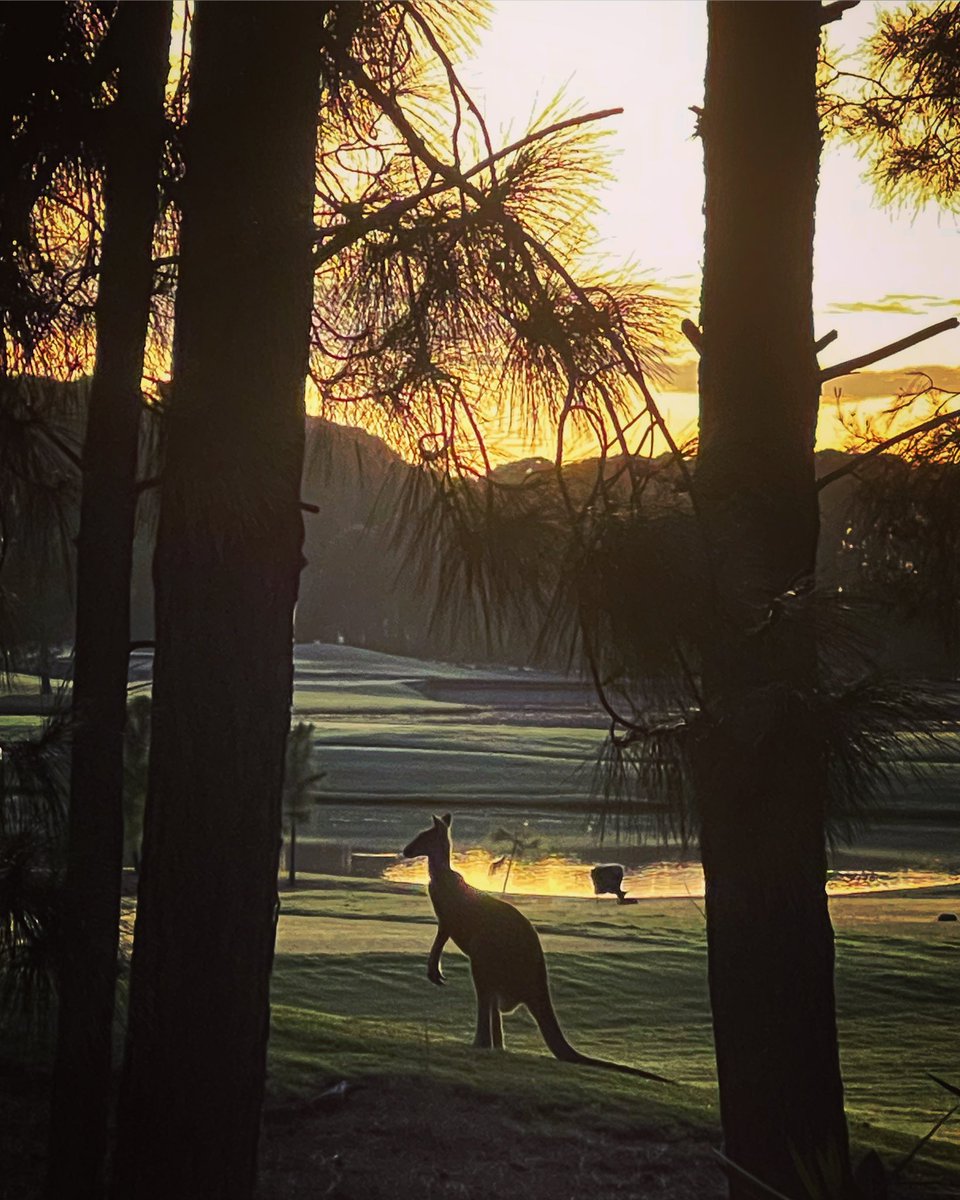 imjustnora's tweet photo. Taking in this GLORIOUS sight of the #sunrise and a GORGEOUS #kangaroo from my verandah before setting off for today’s @MyPeakChallenge #10000steps #dailywalk along @cityofgoldcoast #beach 😍

#myhomemysanctuary #lovemyhome #lovemycity #peakerforlife #mypeakchallenge #samheughan https://t.co/Xh1jVwLtKc