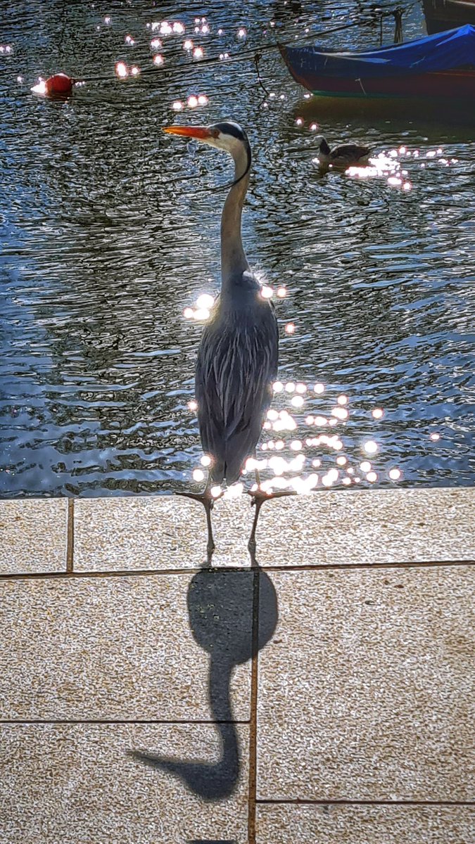 Lapswood's tweet photo. Regal: A Grey Heron surveying it's territory. Taken yesterday afternoon by the #RiverThames near Richmond Bridge. Shot with a #Samsung #GalaxyS20fe and edited in #Snapseed It's strange how the bird's shadow doesn't look like it's cast from the same body. 🤔 https://t.co/PzOKJLmzmM