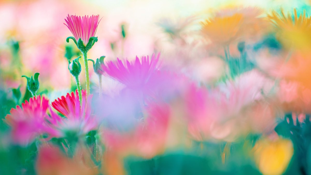 noco3n_com's tweet photo. 「 peace of spring 」 https://t.co/OyOLgPidqh
