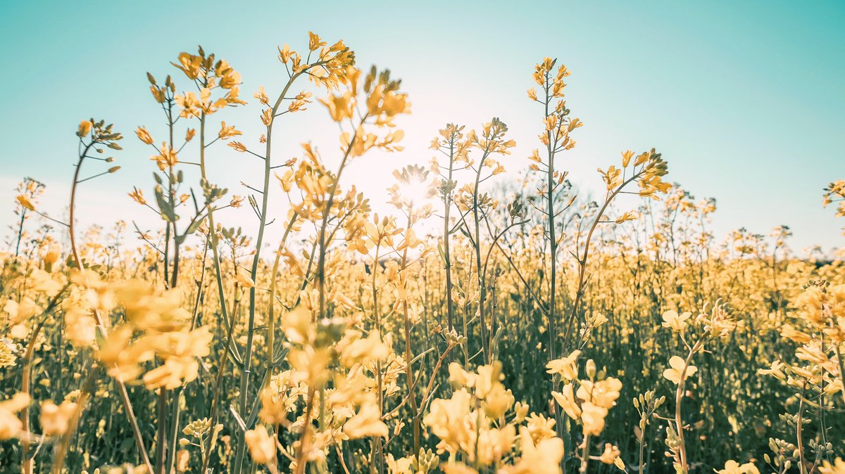 「 peace of spring 」