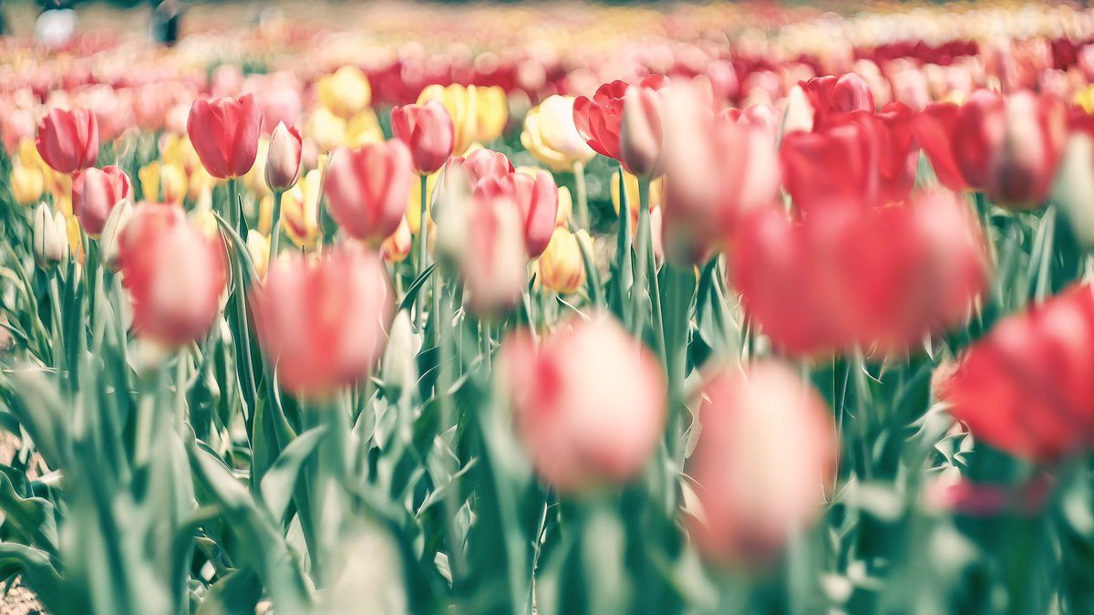 noco3n_com's tweet photo. 「 peace of spring 」 https://t.co/OyOLgPidqh