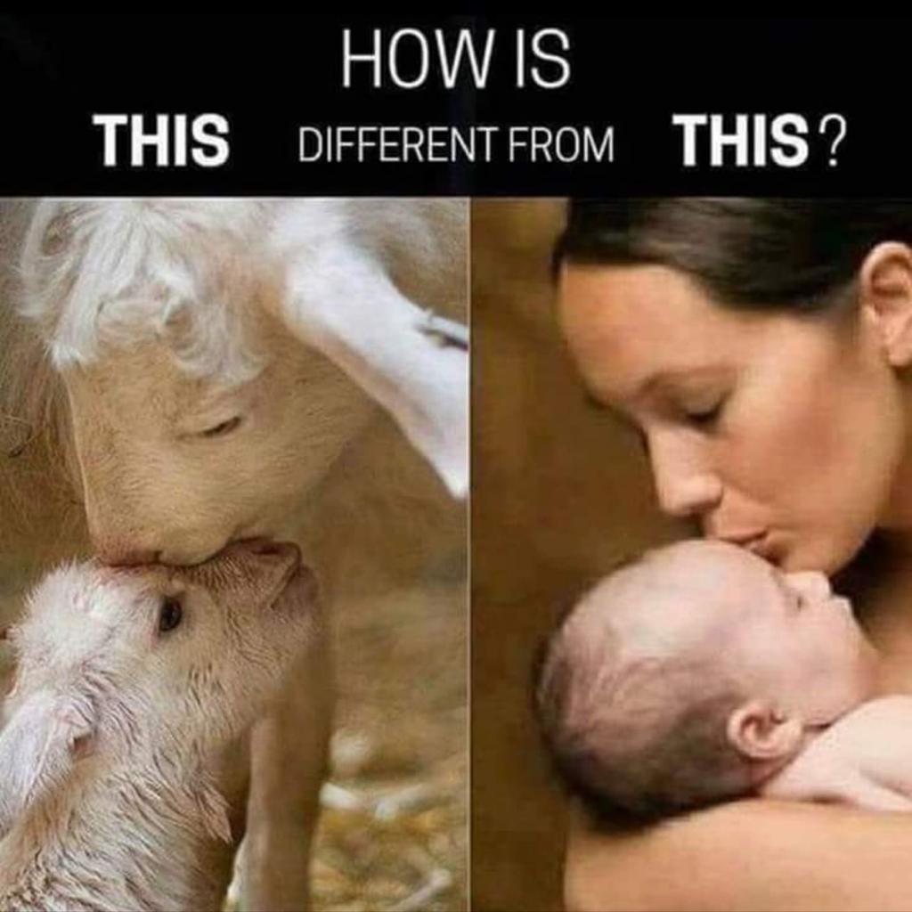 Let's save Goats on Eid this time because Goats Lives Matter.
Ab Hum Gyan Pelenge