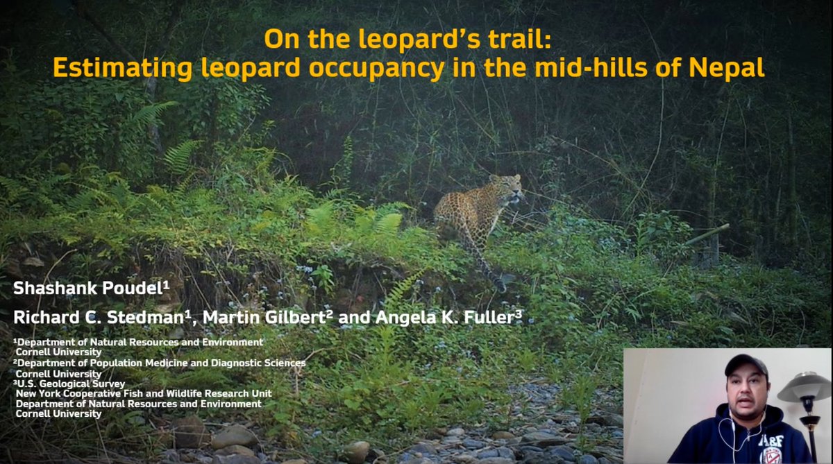 Taking Nepal's leopard international, presented today @LeopardConf with @Fuller_Lab @rcstedman and @MgilbertMartin. Thank you @AtkinsonCenter @WildlifeCornell