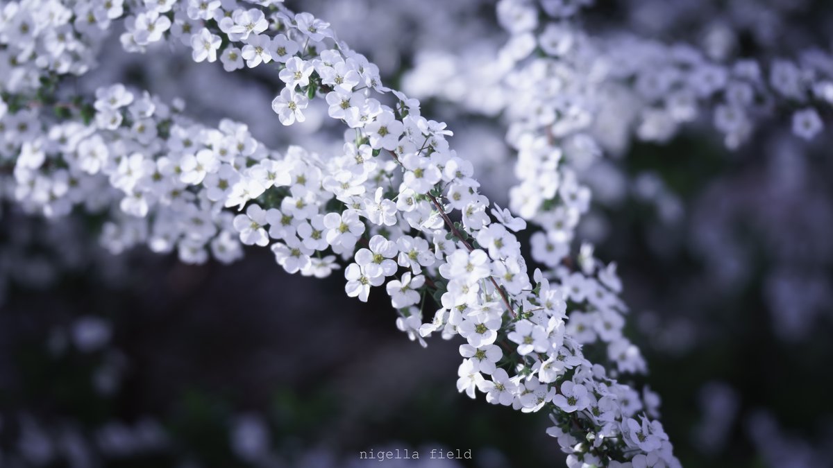 揺れるカーテンのようだと
君が笑うから、

model <a href="/h56913788/">ほとり⋆⸜</a>