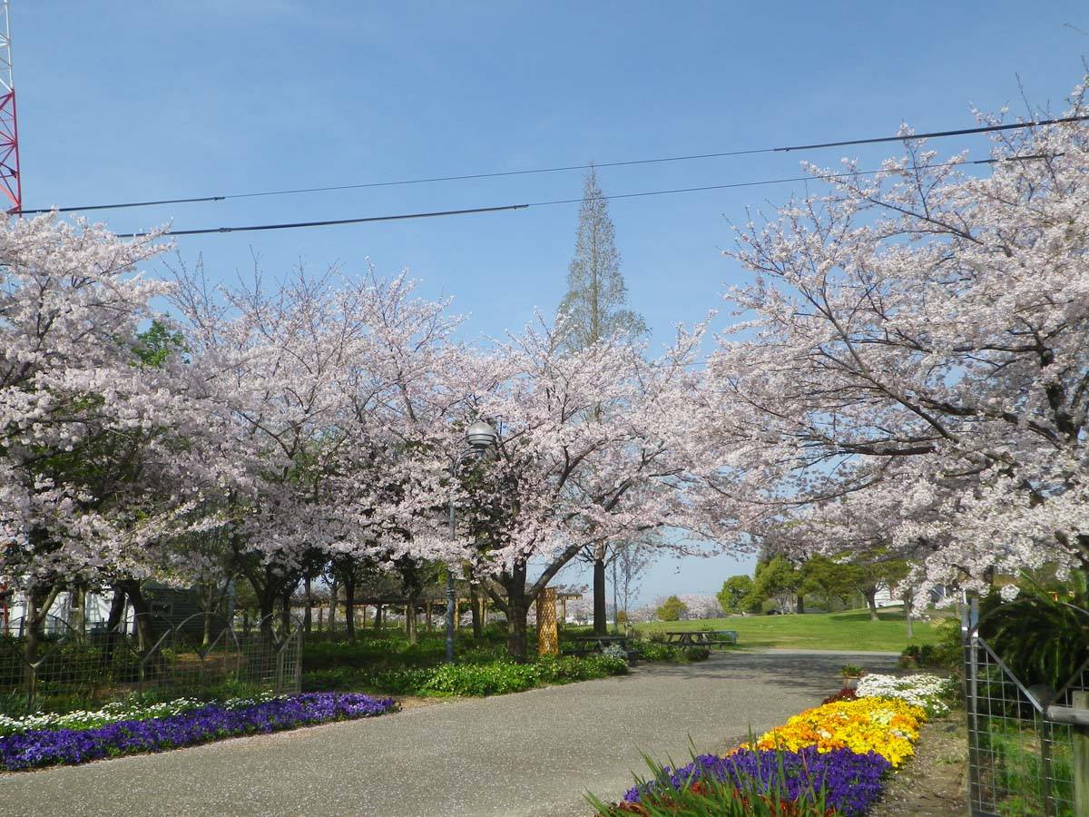 AichiNow_en's tweet photo. #AgricultureParkTodagawaGreens #SpringStory🌸🌿👦👧💕#NagoyaCity https://t.co/dqd1CL6i1o Mar/18 Sat. Tons of fun for the whole family!👦👧💕#農業文化園戸田川緑地 #とだがわこどもランド #CherryBlossoms #桜 #名古屋市 #AichiNow https://t.co/KU9rwVreMn