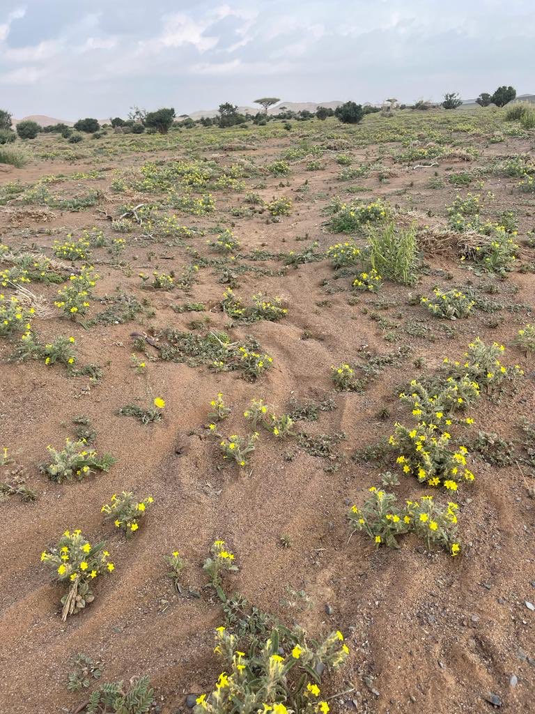 وادي استراحة البناء دويس ( البيضاء ) بالعرف شمال قرية العمق 
تأمل في نبات الأرض وانظر
 إلى آثار ما صنع المليكُ
عيونٌ من لجين شاخصاتٌ
بأحداقٍ هي الذهب السبيكُ 
على قُضُب الزبرجد شاهداتٌ .
بأن الله ليس له شريك