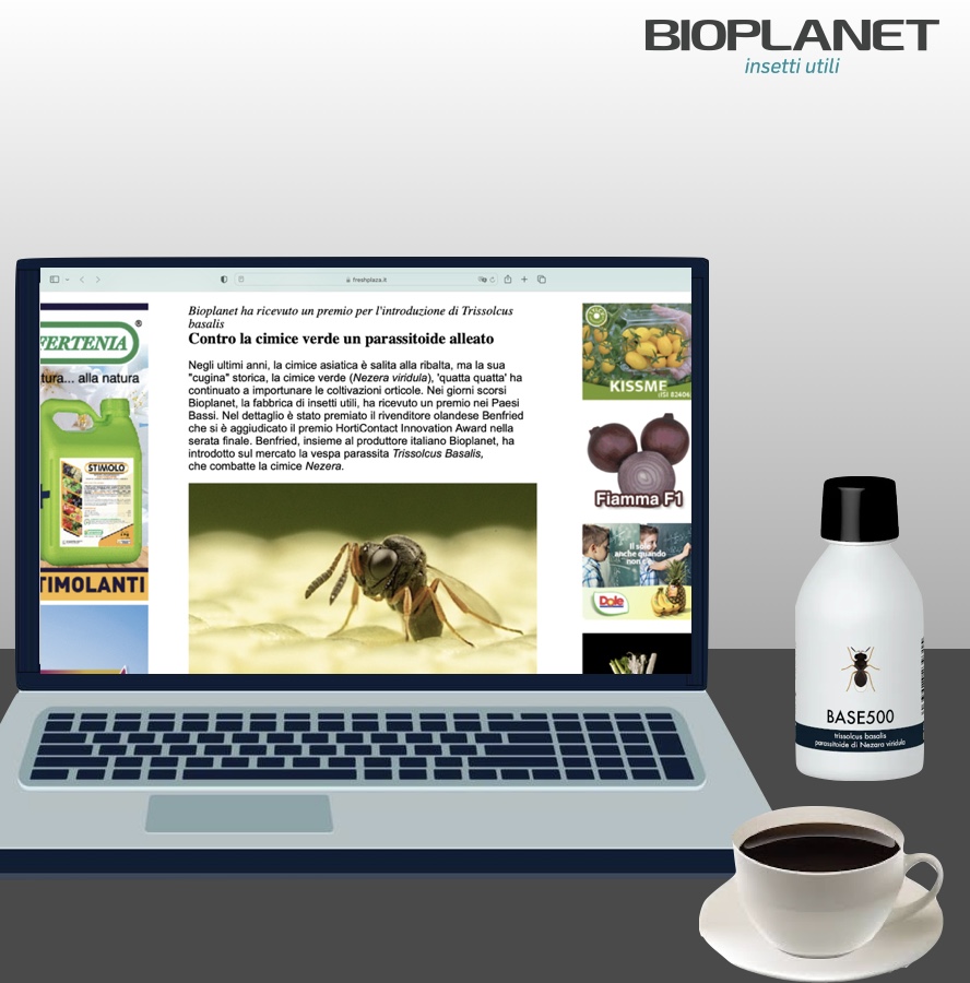 bioplanetES's tweet image. ¡Trissolcus basalis (#BASE500)!

🔝Parasitoide de huevos de Nezara viridula. 

🏆Ganador del HortiContact Innovation Award 2023.

✅Disponible comercialmente en Francia, Holanda e Italia.

🤩¡¡Esperamos poder tenerlo en breve también disponible aquí en España!!