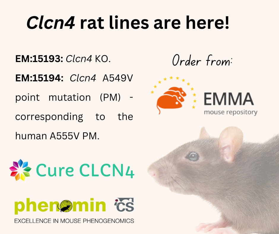 CureCLCN4's tweet photo. Exciting news! Two #Clcn4 rat models, produced by PHENOMIN-ICS and funded by @CureCLCN4, are now available for research on the #EMMArepository of @InfrafrontierEU🔬! 👉🏻https://t.co/SZdJn4W8xV
Many thanks to families and friends who helped raise the funds to make it possible🙏 https://t.co/psIPFYTkB2
