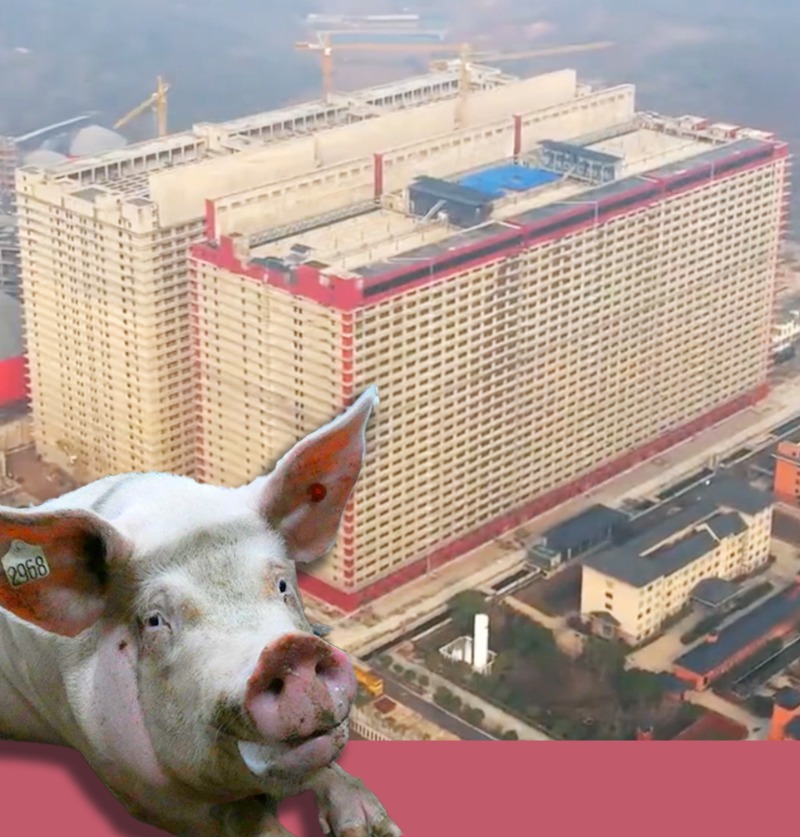 Greenpeace_ITA's tweet photo. Un condominio infernale in Cina… per 650mila maiali. 🐷💔

È il più grande allevamento intensivo al mondo, che macellerà oltre 1 milione di suini all’anno.

Aiutaci a fermare la creazione di nuovi allevamenti intensivi in Italia.

Leggi la news e firma ora 👇