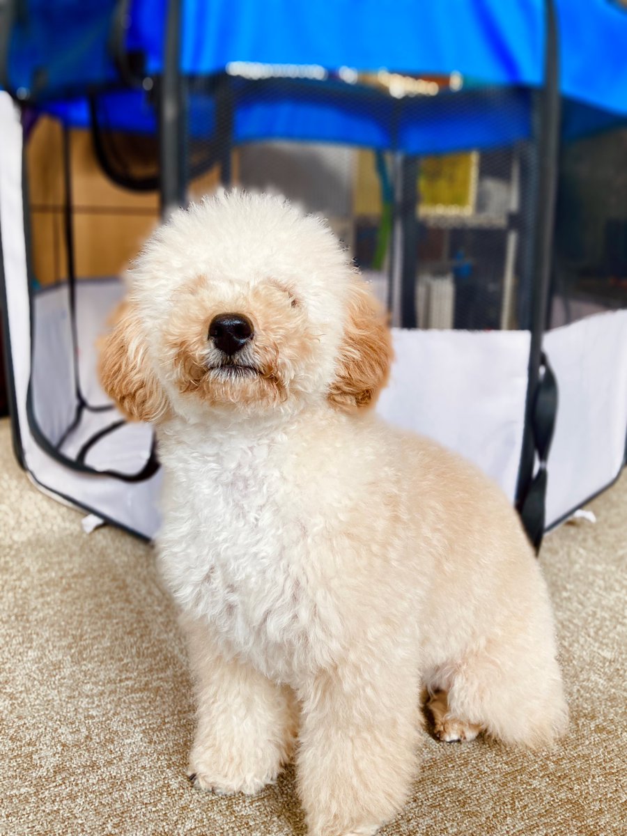 WorldEquips's tweet photo. 前見えてます？

#トイプードル #VetPlus #犬好きさんと繋がりたい #犬のいる暮らし #犬のいる会社 #社員犬 https://t.co/A3lFTPMRgC