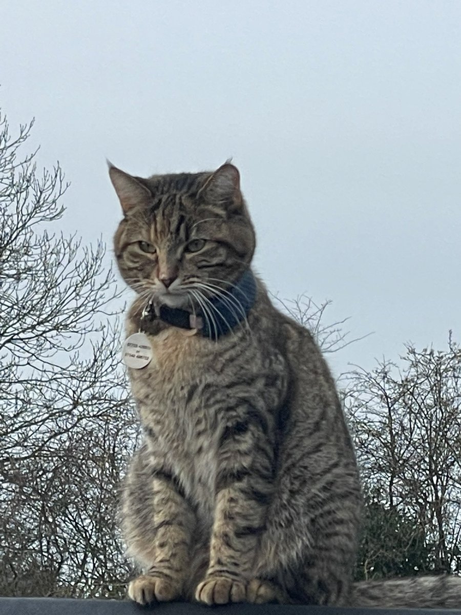 benjiandtibbe's tweet photo. On the lookout 👀 #boatlife #boatcat #canal https://t.co/0t1Deq23Mt