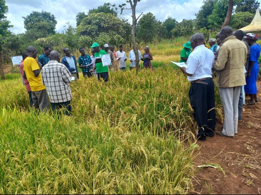 anthonymakona1's tweet photo. Towards @kilimoEAC's efforts in promoting Upland Rice Production in T. Nithi &amp; Embu Counties, yesterday in partnership with the @TNCG_Official, @kalromkulima, @irri, farmers and other stakeholders participated in a field-day cum participatory variety selection (PVS) in T. Nithi. https://t.co/4GywB0siHm