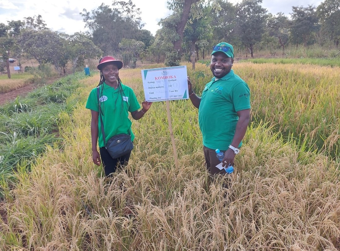 anthonymakona1's tweet photo. Towards @kilimoEAC's efforts in promoting Upland Rice Production in T. Nithi &amp; Embu Counties, yesterday in partnership with the @TNCG_Official, @kalromkulima, @irri, farmers and other stakeholders participated in a field-day cum participatory variety selection (PVS) in T. Nithi. https://t.co/4GywB0siHm