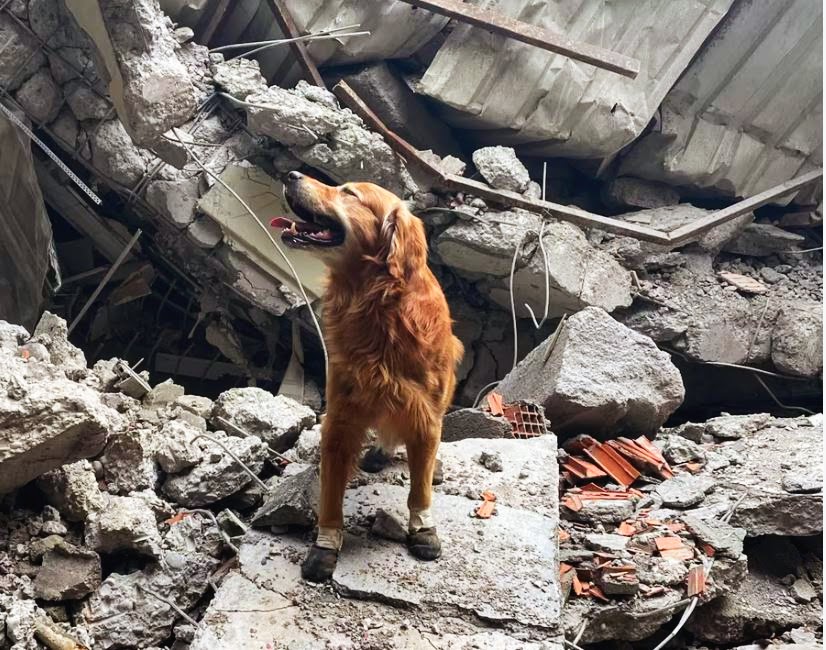 Meet Killian, the Swedish rescue dog who saved 17 lives in Turkey 🐶🙏 Let's give a big shut-out to this #animalhero and all the incredible #workingdogs who make the world a better place! 

#Inspiration #Hope #RescueDogs
