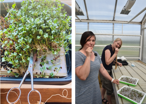 sieugreen's tweet photo. The microgreen cultivation technique,widespread in China and in #SIEUGreen's showcases there,has become more known in Europe. It's easily available, low cost,requires little knowledge and provides fast production. @HorizonEU #ResearchImpactEU #InvestEUResearch  #EUFunding https://t.co/cRHnxS5u9F