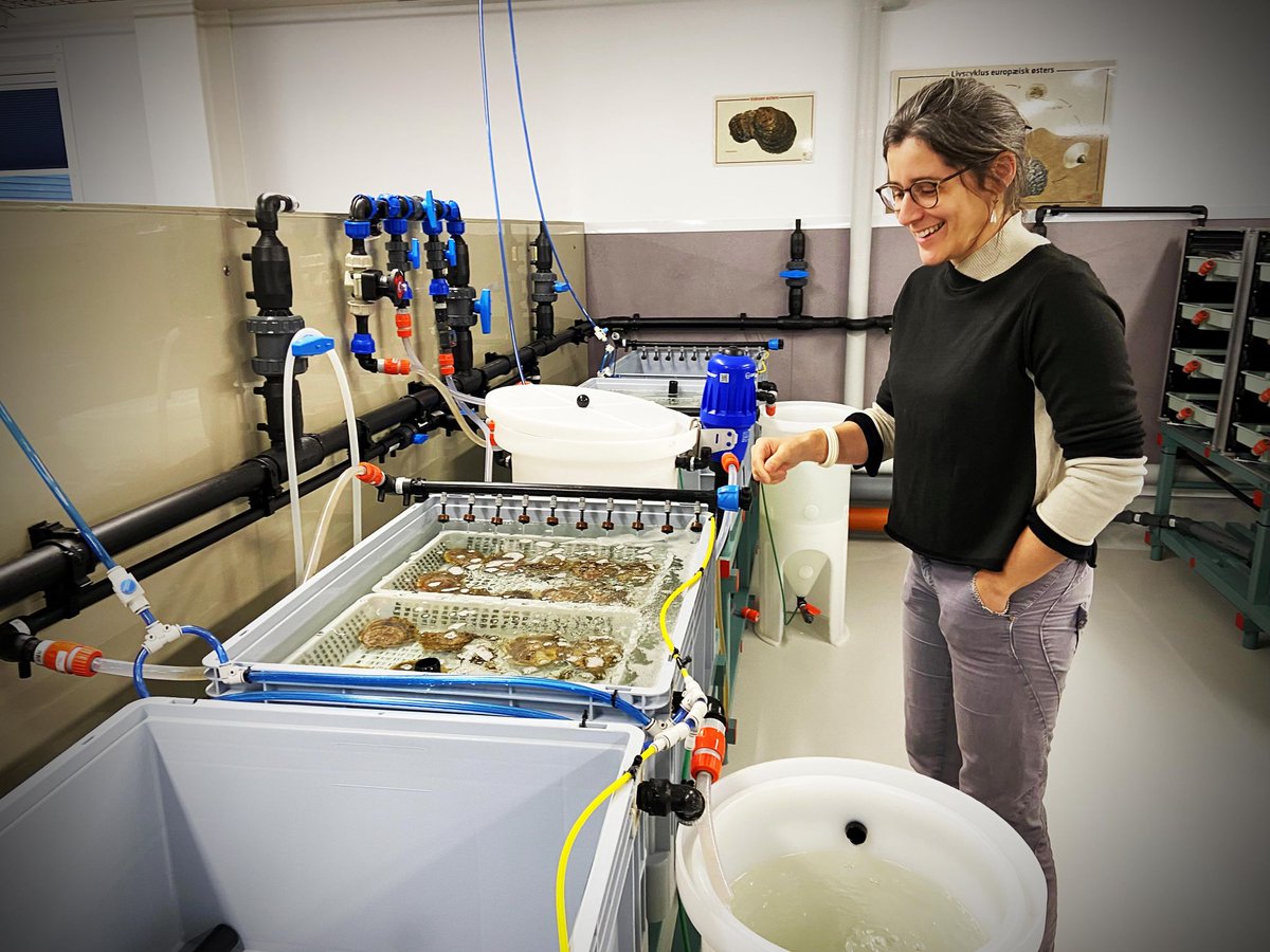 We have been out collecting mother oysters for our upcoming bioreef project – an ambitious 5-year collaboration between <a href="/DTUtweet/">DTU</a> <a href="/WWFdk/">Verdensnaturfonden</a>  and <a href="/Orsted/">Ørsted</a> to reestablish biogenic flat oyster reefs in Denmark.

More info here : linkedin.com/posts/dtu-aqua…