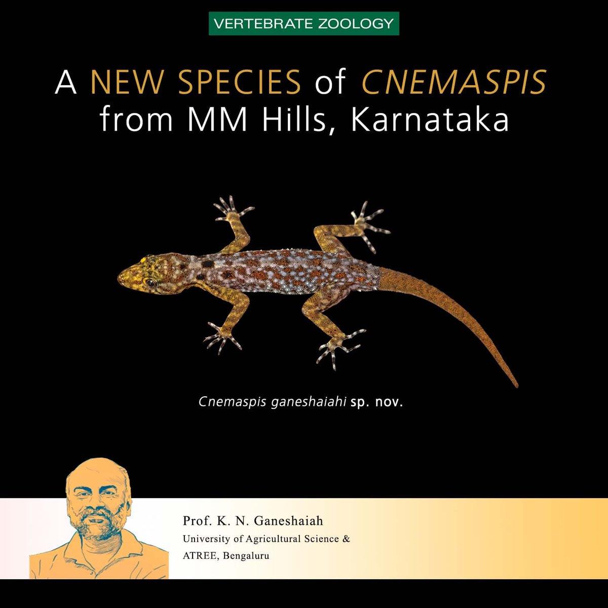 atree_org's tweet photo. A new gecko species was discovered from MM Hills in Karnataka. The newly described species is mostly found in rocky outcrops, granite walls within forest patches in the valley, and human settlements. https://t.co/CIleHpE4P5