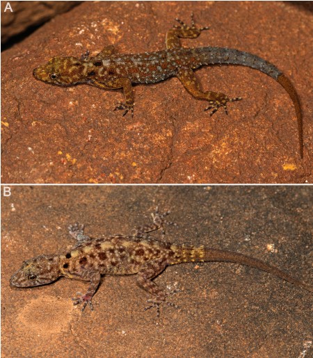 A new gecko species was discovered from MM Hills in Karnataka. The newly described species is mostly found in rocky outcrops, granite walls within forest patches in the valley, and human settlements.