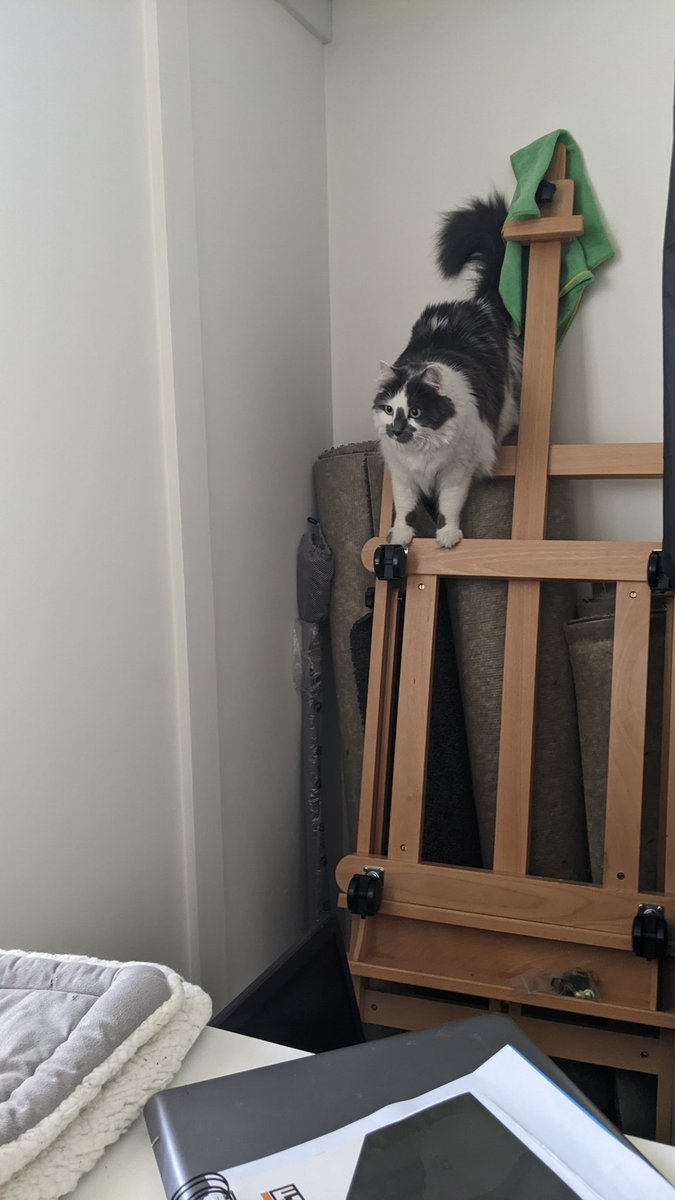 beanieslounge's tweet photo. Mountain climbing #CatsOfTwitter #Cat https://t.co/yKs9FtHqVh