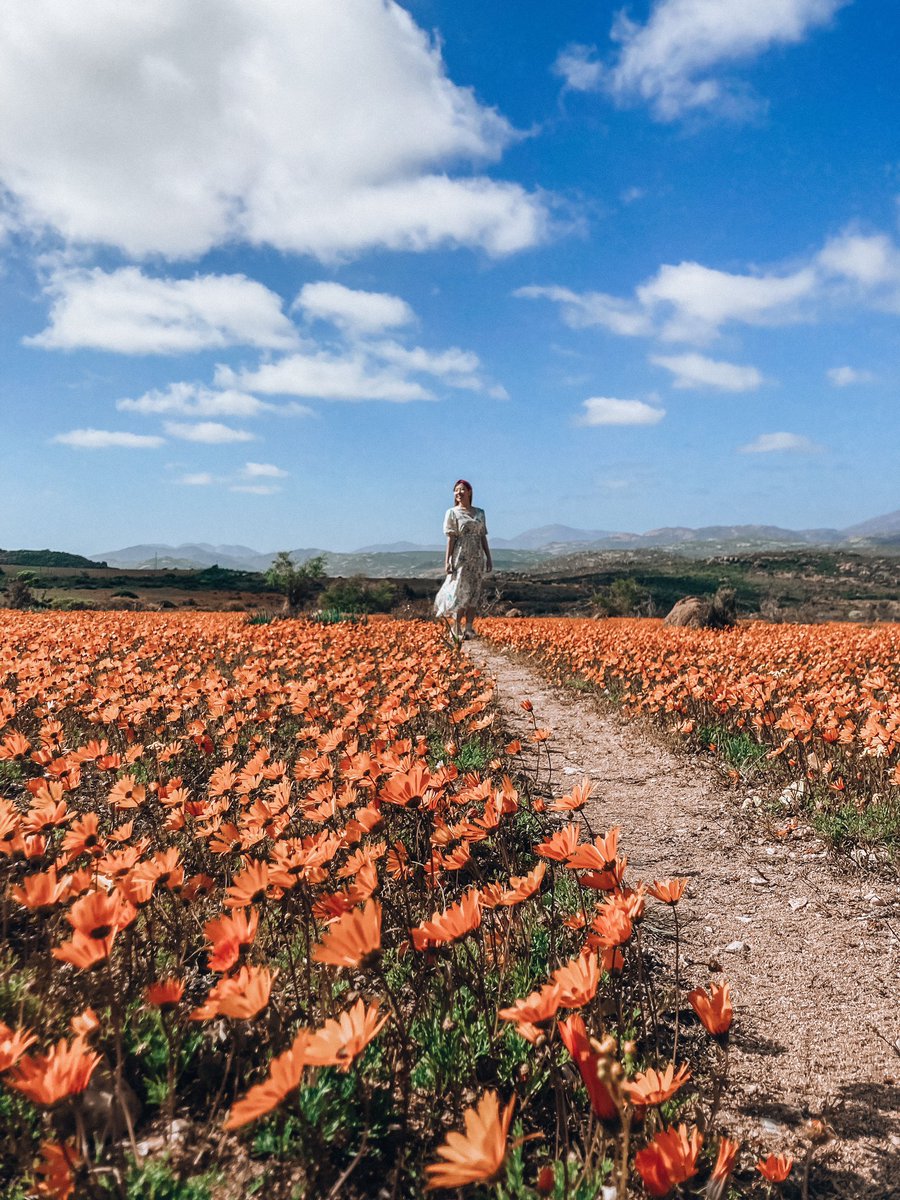 rina_delrey's tweet photo. 忘れられない一面オレンジのワイルドフラワーの絶景🧡
8月から9月の数週間だけ見れる貴重な景色なので是非その時期に南アフリカへ✈️✨
#namaqualand  #南アフリカ  #海外生活 #visitsouthafrica #liveagain https://t.co/Qzgxr6ClT2
