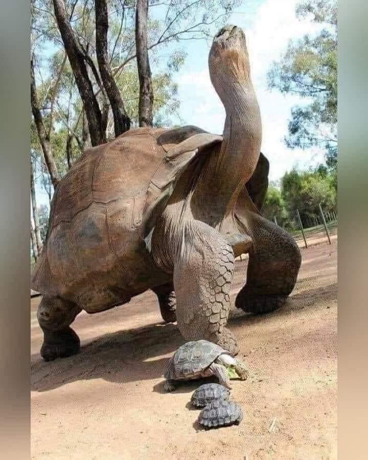 El es jhonatan tiene 191 años... es el animal mas longevo terrestre.! 🌈✨💫🐢💞🐢🐾💯😍📸❤️